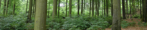 Forschungsanstalt für Waldökologie und Forstwirtschaft